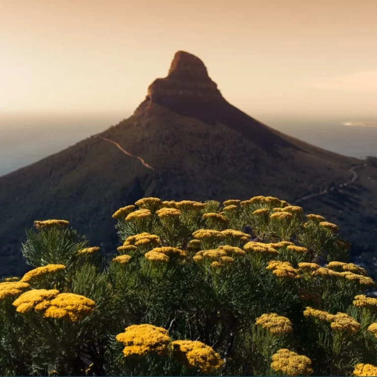 Hike up Lion's Head in Cape Town