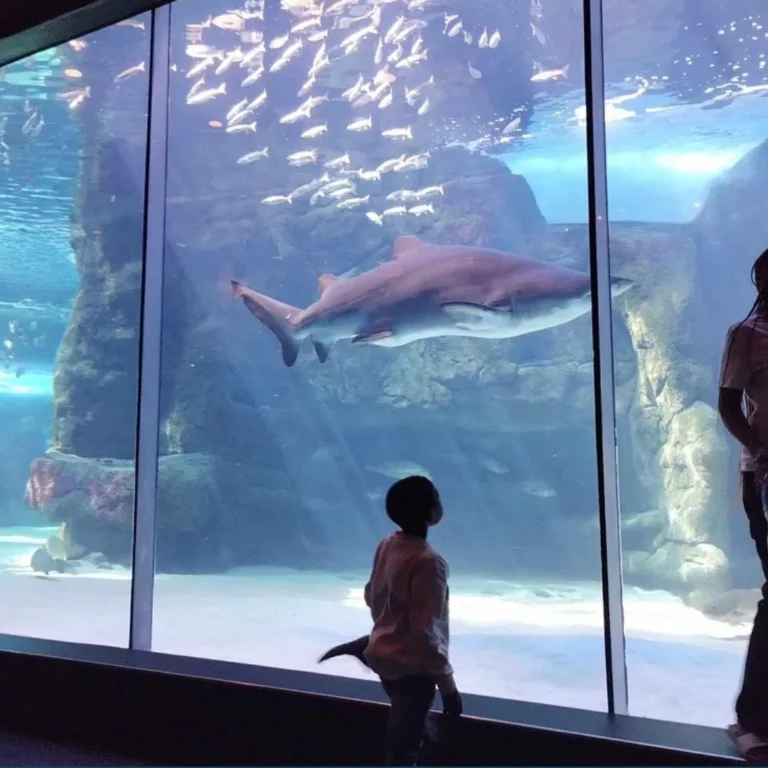 Two Oceans Aquarium