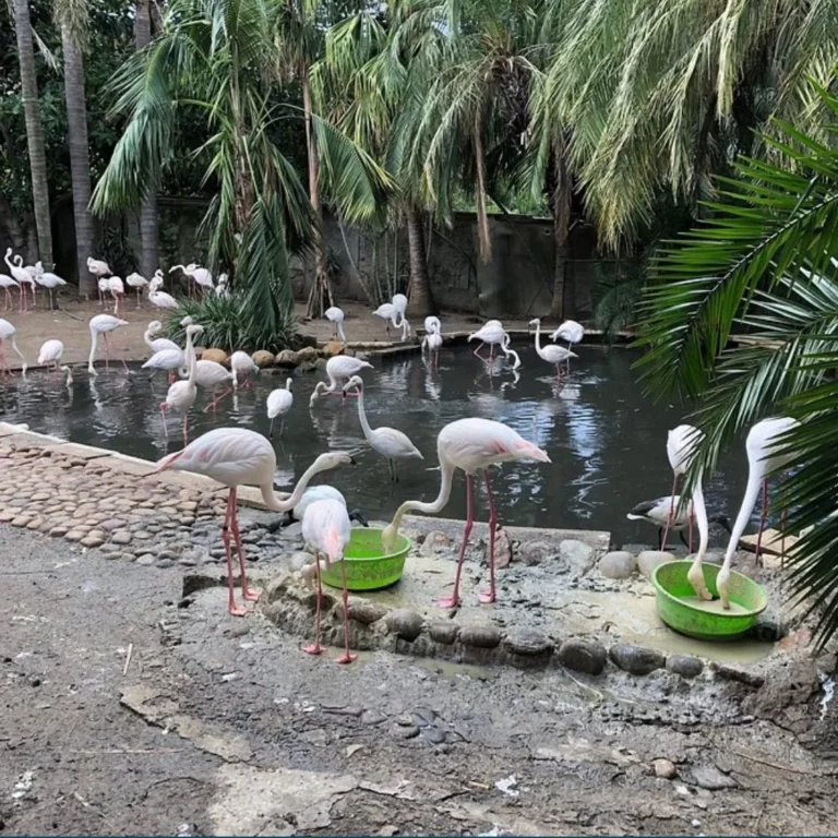 World of Birds