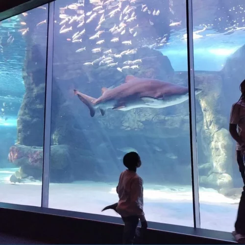 Two Oceans Aquarium